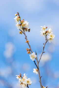 唯美白梅花林风景