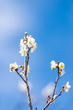 蓝天与白梅花