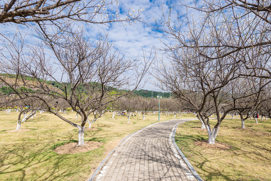 萝岗香雪公园梅花林