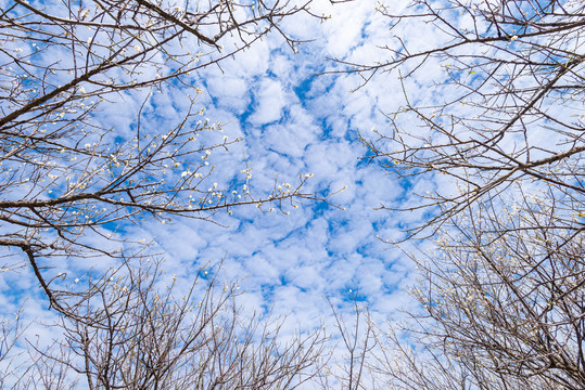 蓝天白云与梅花林