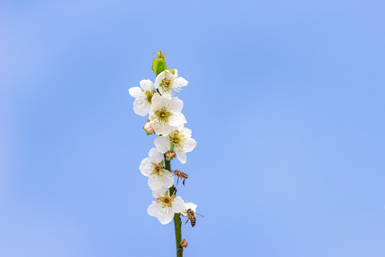 一枝梅花