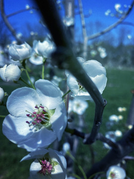 春日里梨树开花图片