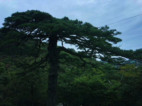 蓝天白云松树林草地风景图片