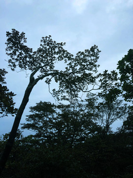 树林风景图片