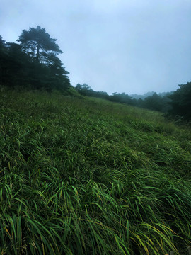 户外树林草地风景图片