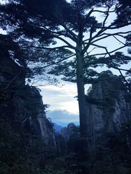 高山和高耸入林的松树风景图片