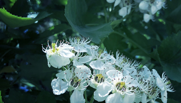 春日暖阳里盛开的山楂花花蕊