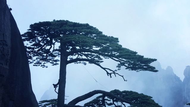 云雾缭绕高山迎客松风景图片