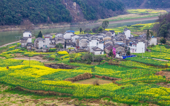 安徽油菜花