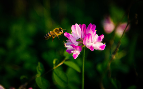 菜籽花