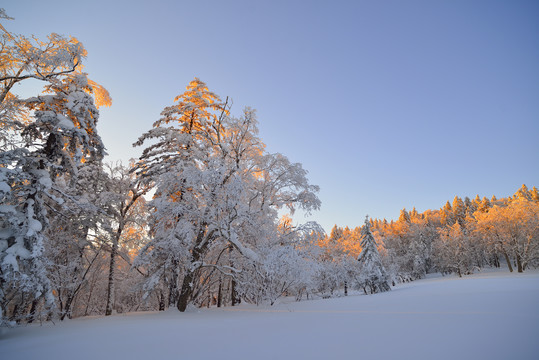 冬雪