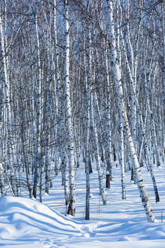 雪地光影白桦树林