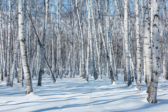 冬季白桦树林积雪雪地