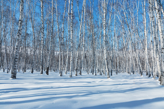 雪原蓝天白桦林