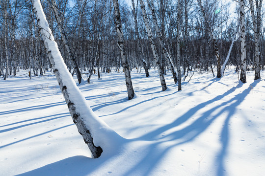 雪地逆光白桦树林