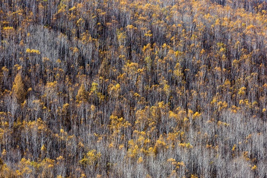 秋季山坡白桦林