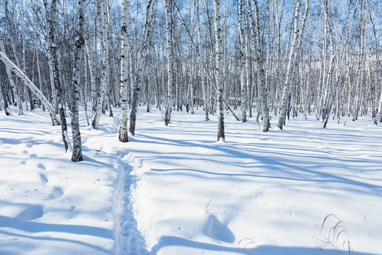 冬季白桦林积雪雪地