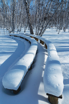 白桦林积雪