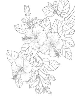 線描朱槿花