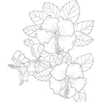 線描朱槿花