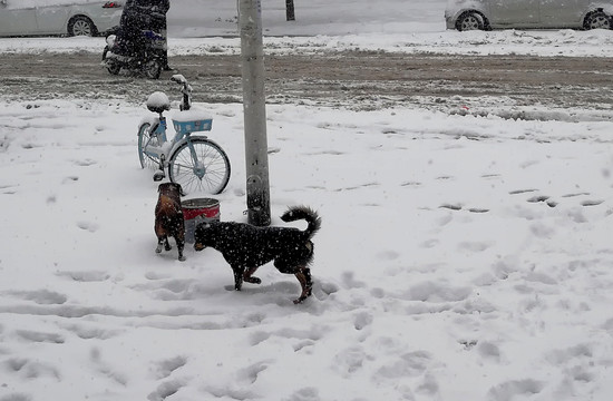 雪地黑狗