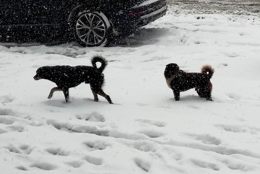 雪地狗