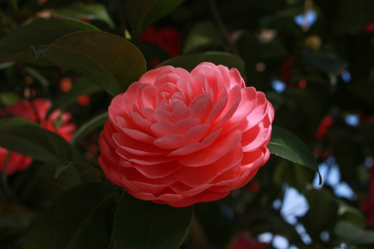 山茶花