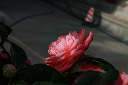 山茶花