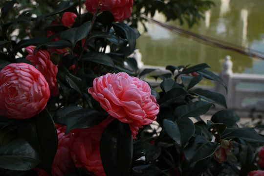 山茶花