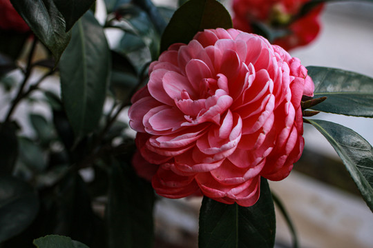 山茶花