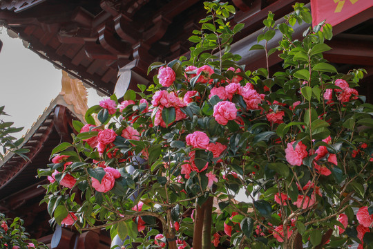山茶花