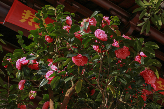 山茶花