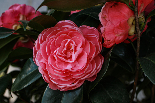 山茶花