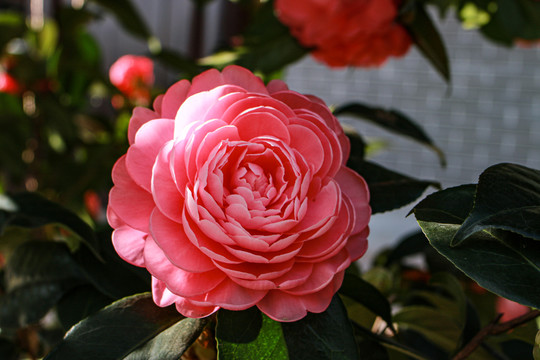 山茶花
