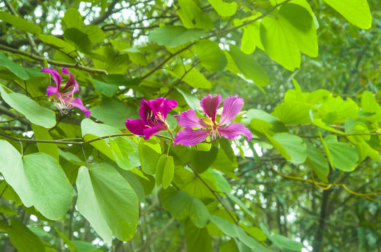 芍药花