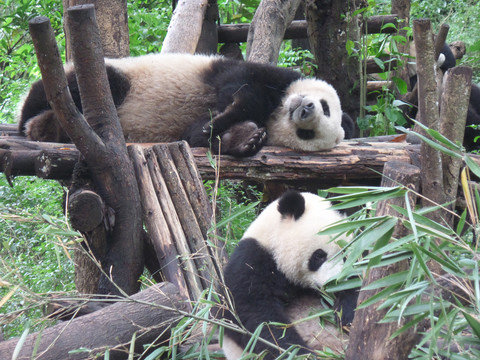 熊猫睡觉