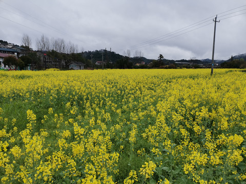 油菜花海