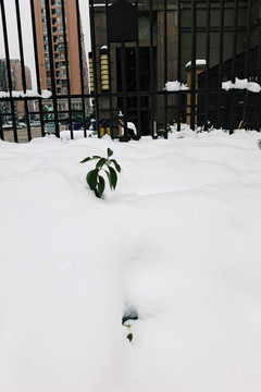 被雪覆盖的植被