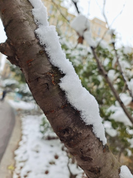 树枝上的雪