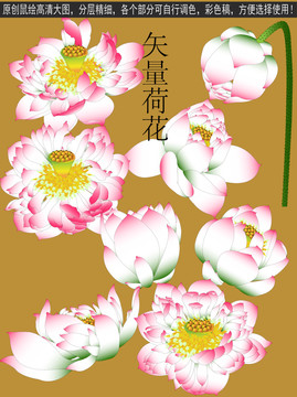 鼠绘精绘莲花花朵