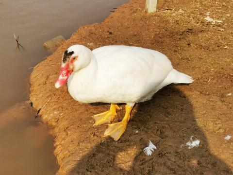 麝香鸭