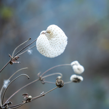 野棉花