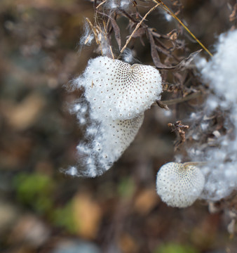 野棉花