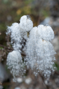 野棉花