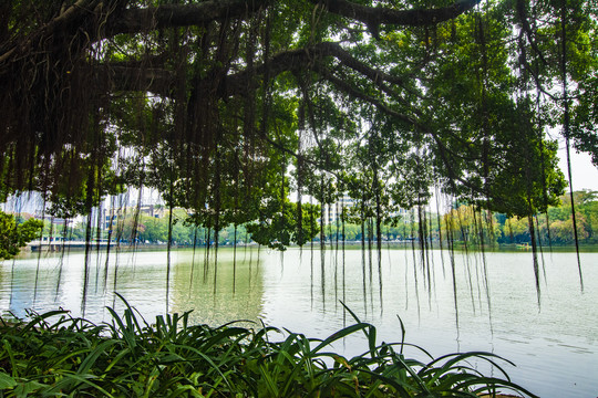 湖岸树荫