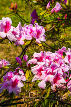 杜鹃花