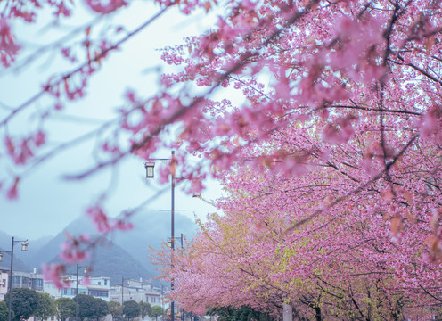 兴义乌沙冬樱花