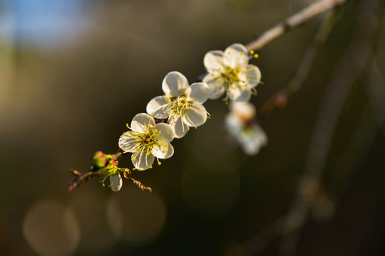 梅花