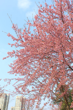 成都青龙湖冬樱花