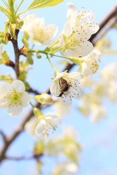 蜜蜂采冬樱花蜜